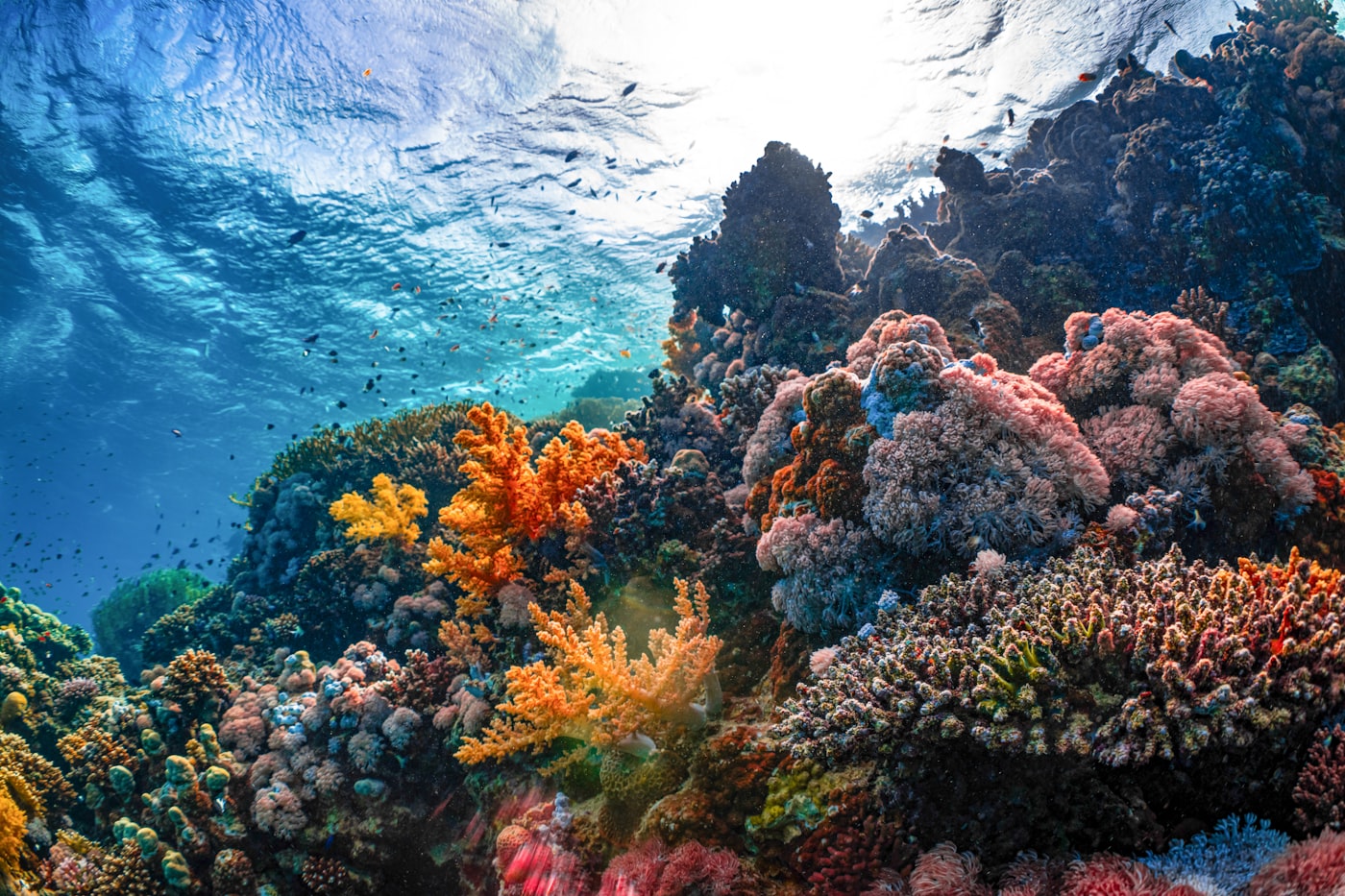 Coral reef in clear tropical water, Sri Lanka