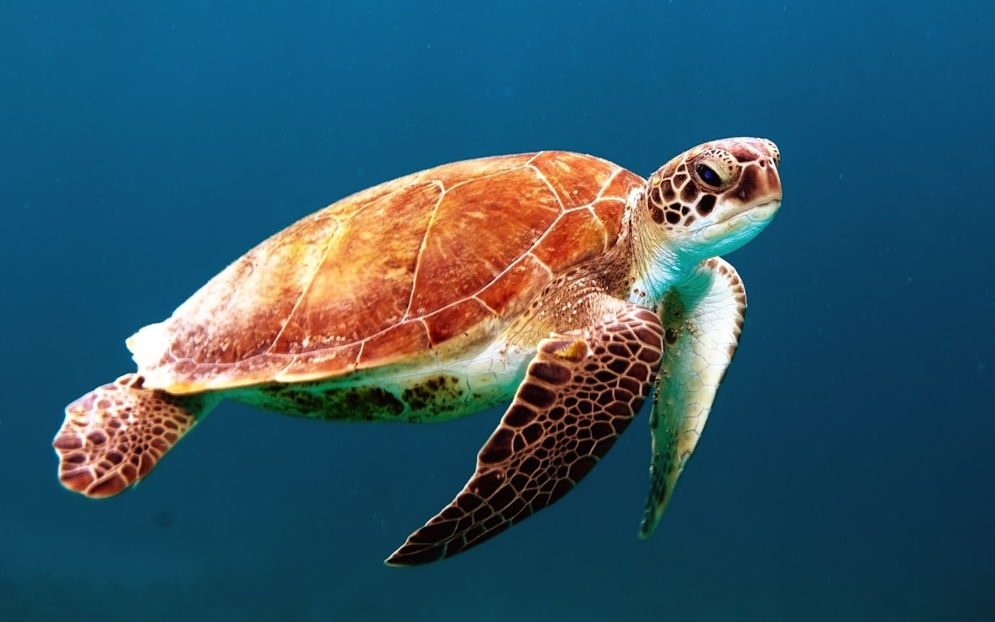 Sea turtle in the water off Unawatuna, Sri Lanka